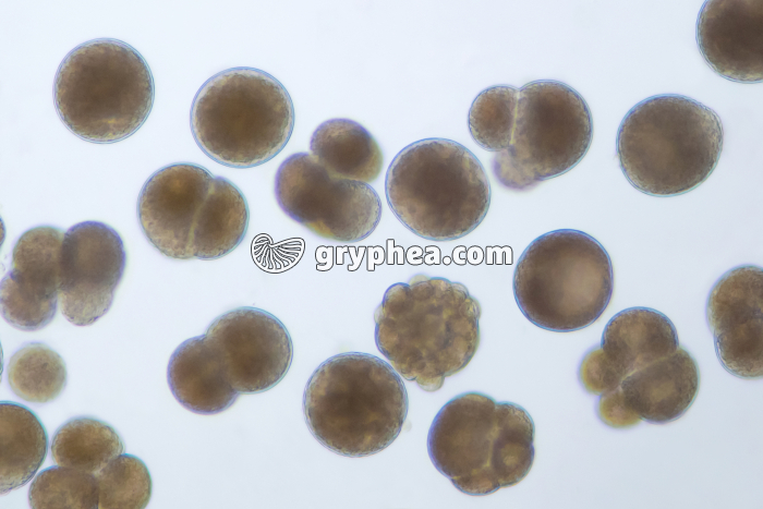 Moule (Mytilus edulis) - Embryons à divers stades de développement x25 - gryphea.org